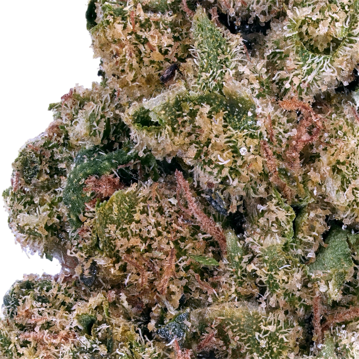 Close-up of cannabis buds with a white background